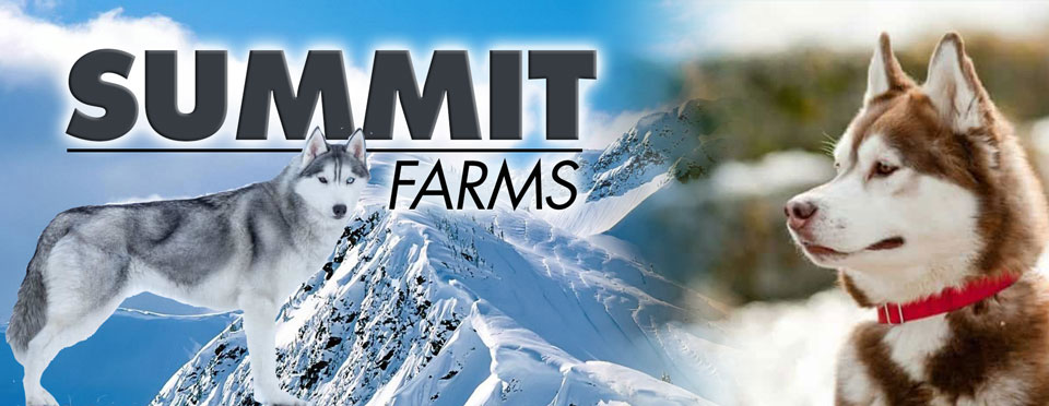Summit Farms Rescue with wolf dog